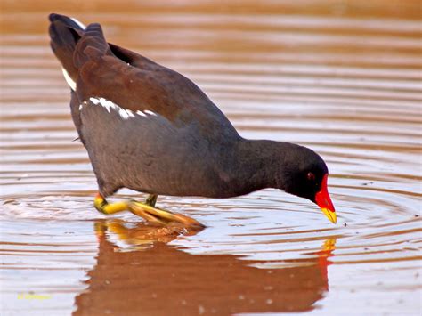 水雞|Gallinula chloropus chloropus 